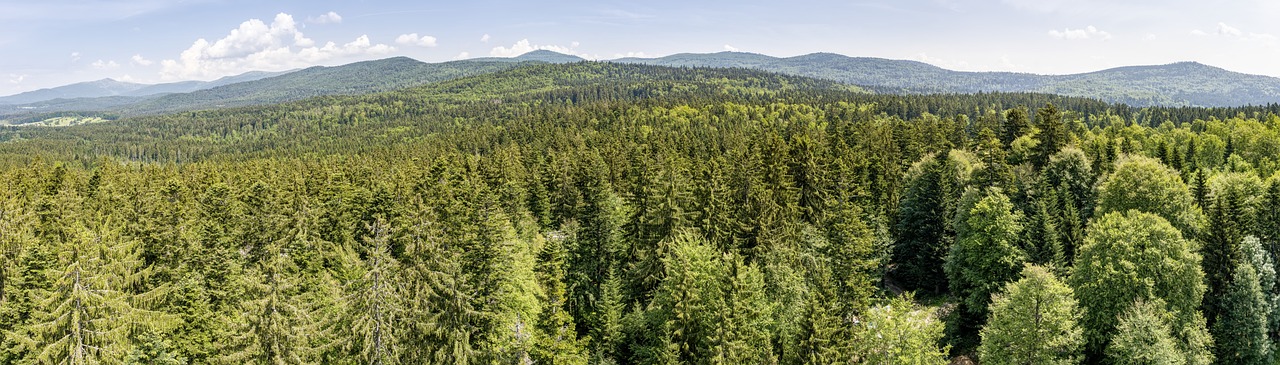 Bayerischer Wald